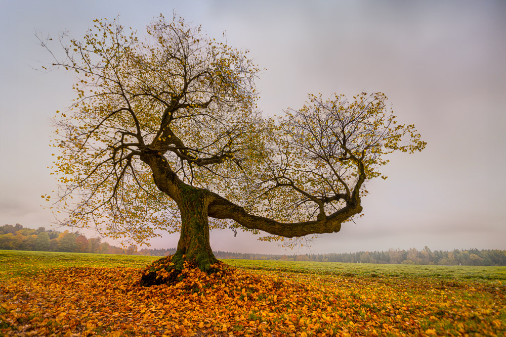 Platz 12 Anton Kienle